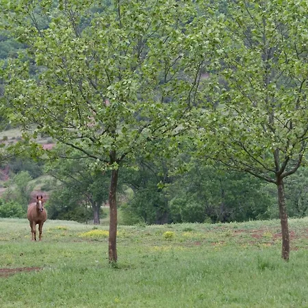 Le Cedre De Prades 4 Etoiles Entier Parc Naturel Languedoc - Salagou Σπίτι διακοπών Dio-et-Valquieres