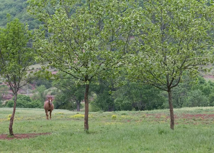 Le Cedre De Prades 4 Etoiles Entier Parc Naturel Languedoc - Salagou Tatil Evi Dio-et-Valquieres